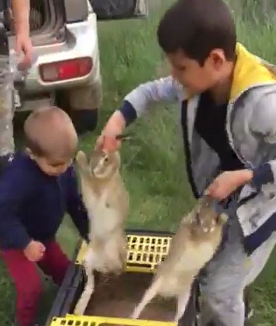 разселване зайци разград