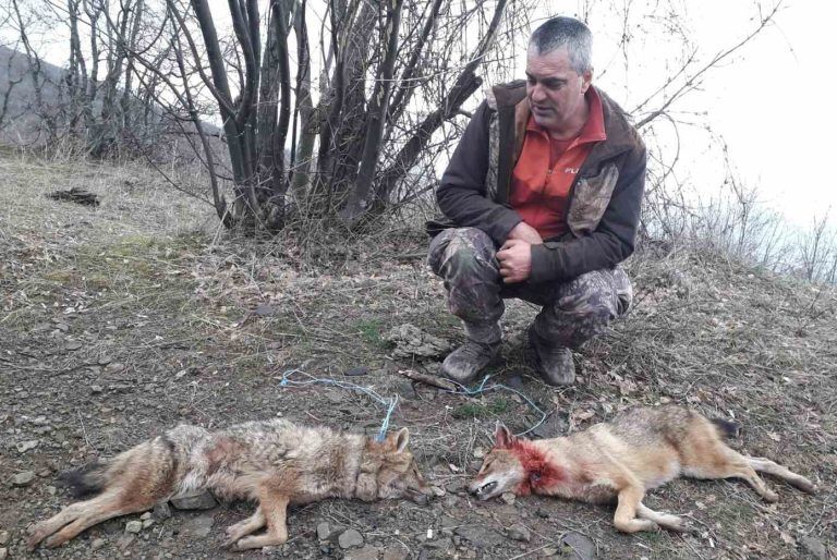 твърдица лов