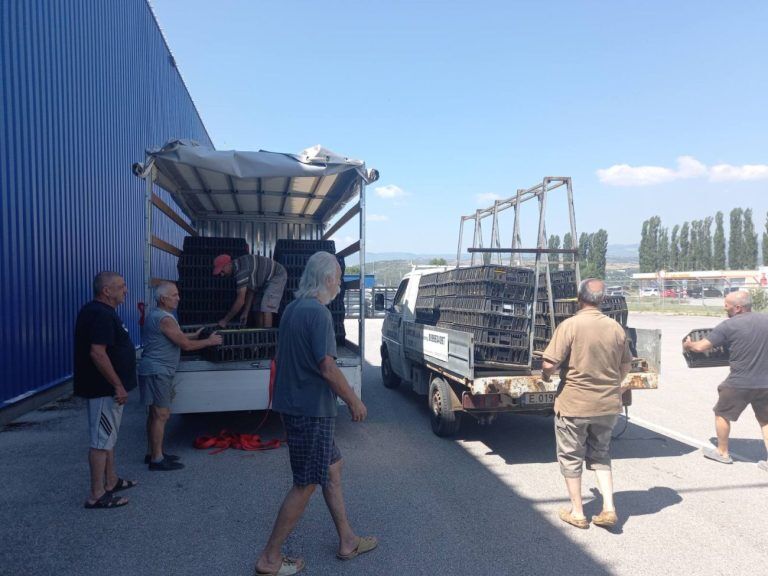 благоевградско полудиви патици