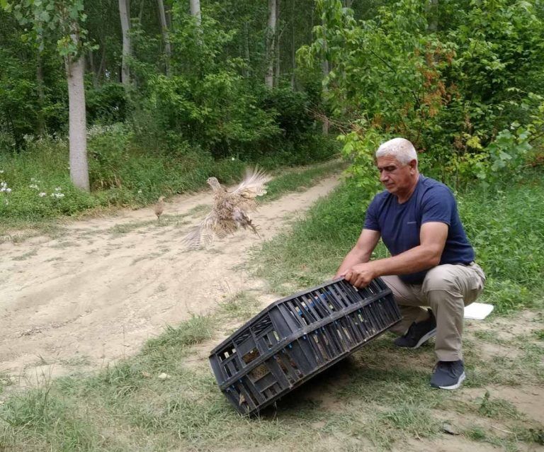 бяла разселване