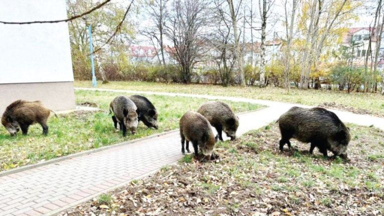 полша цветя