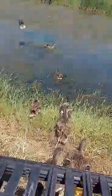 патици петрич
