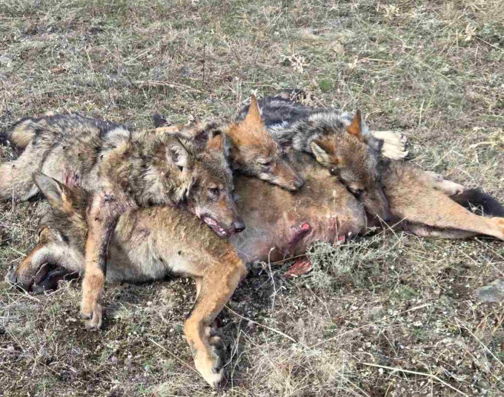 осеново вълка